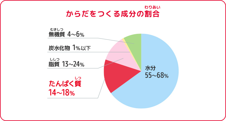 からだをつくる成分の割合