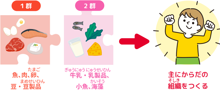 「主にからだの組織をつくる」：1群・2群