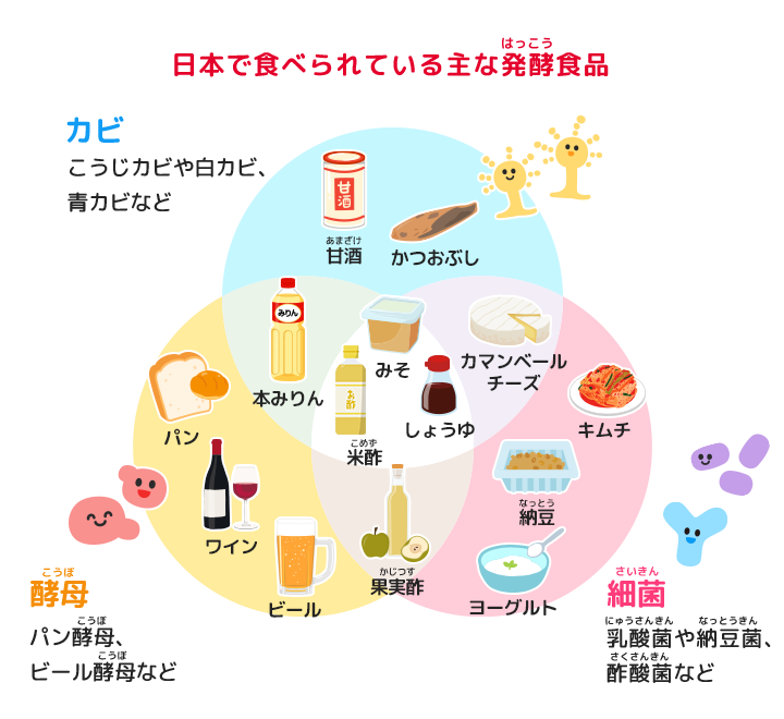 日本で食べられている主な発酵食品