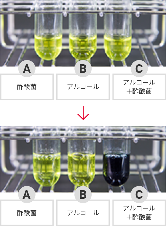 酢酸 菌