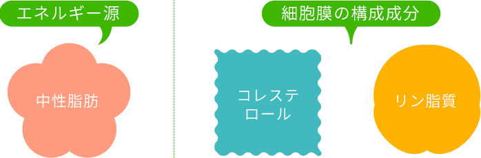 脂質の仲間とその働き