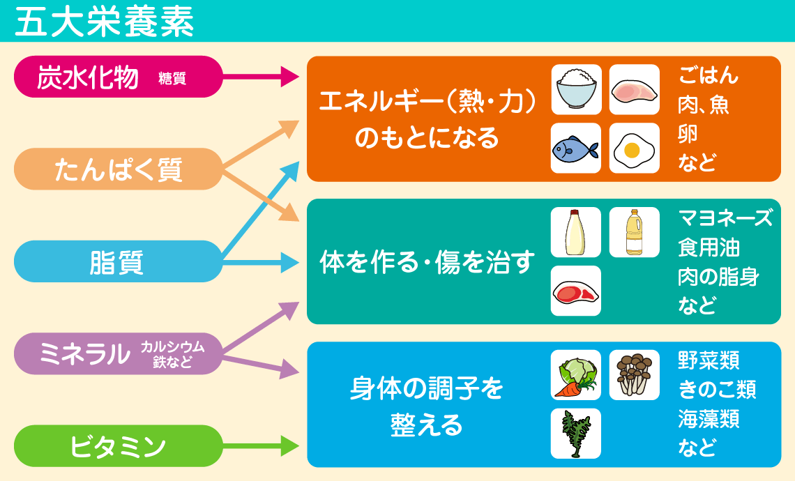 栄養素 五大