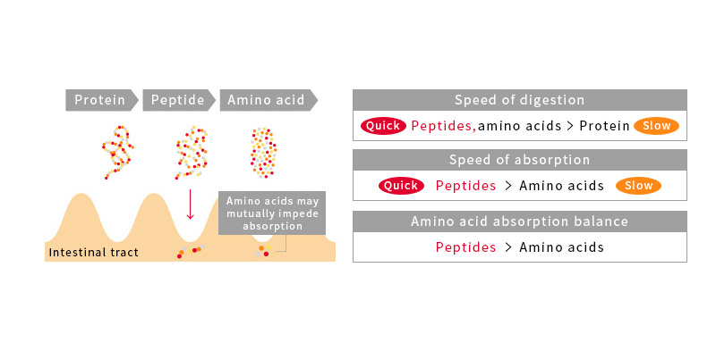 Characteristics and function of egg white peptides