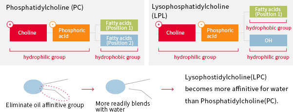 Structure of various natural phospholipids