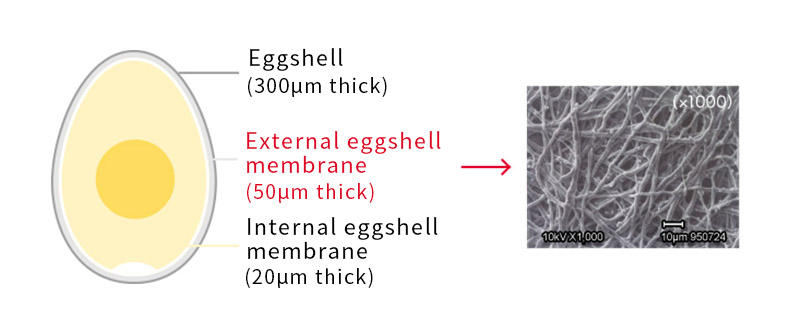 Structure of Eggshell Membrane