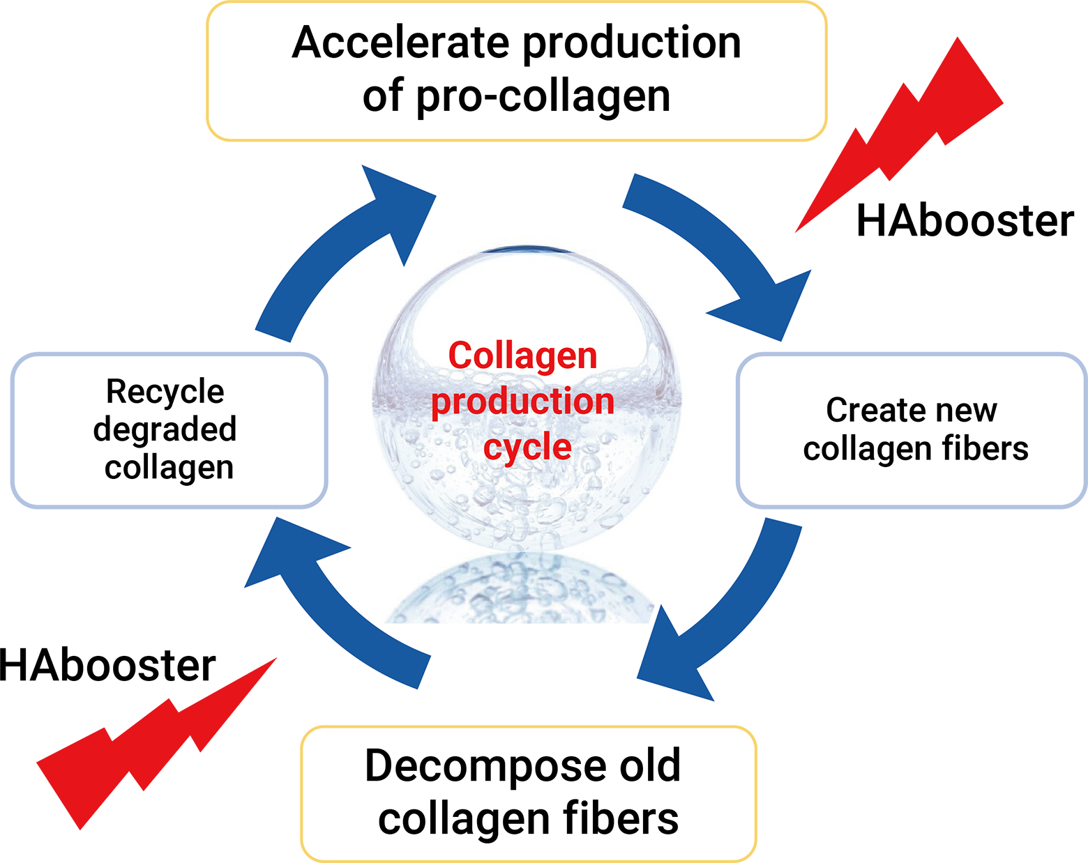 Collagen Metabolism