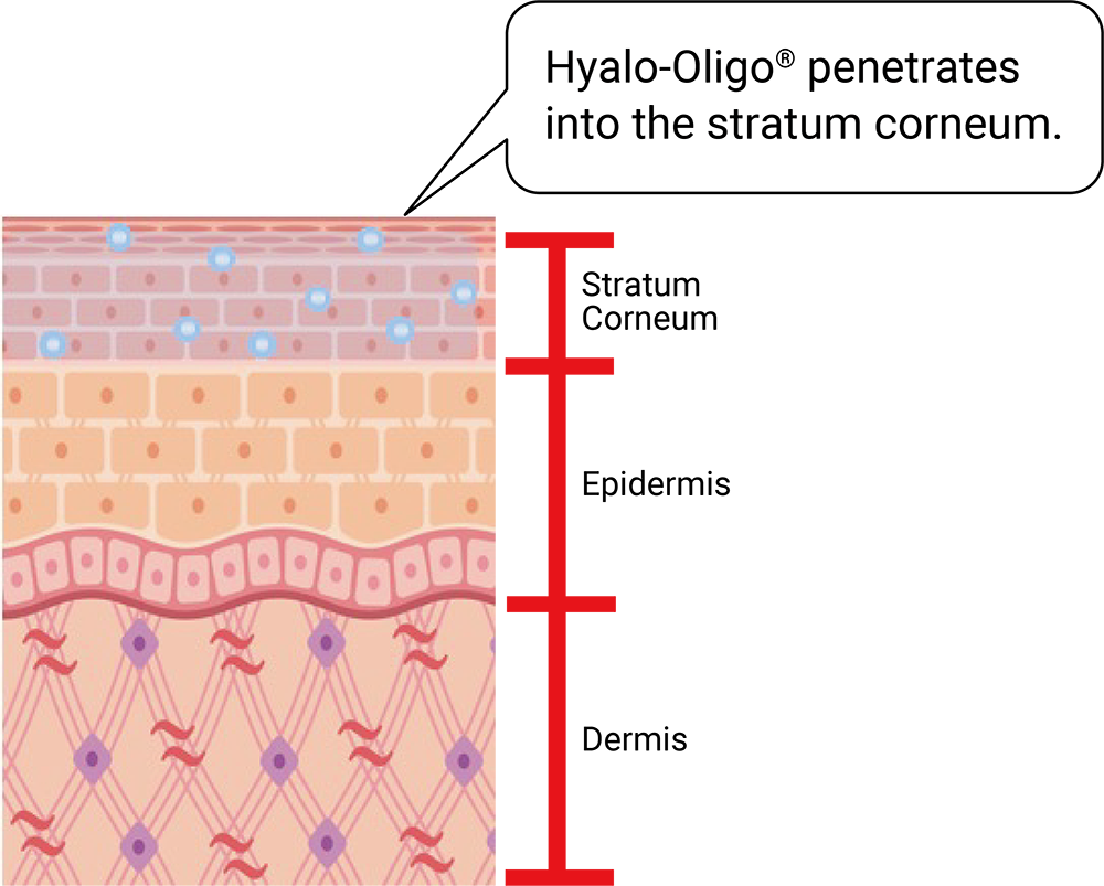 Hyalo-Oligo