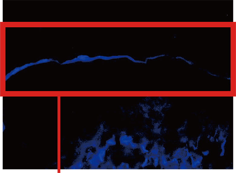 Penetration into the Stratum Corneum