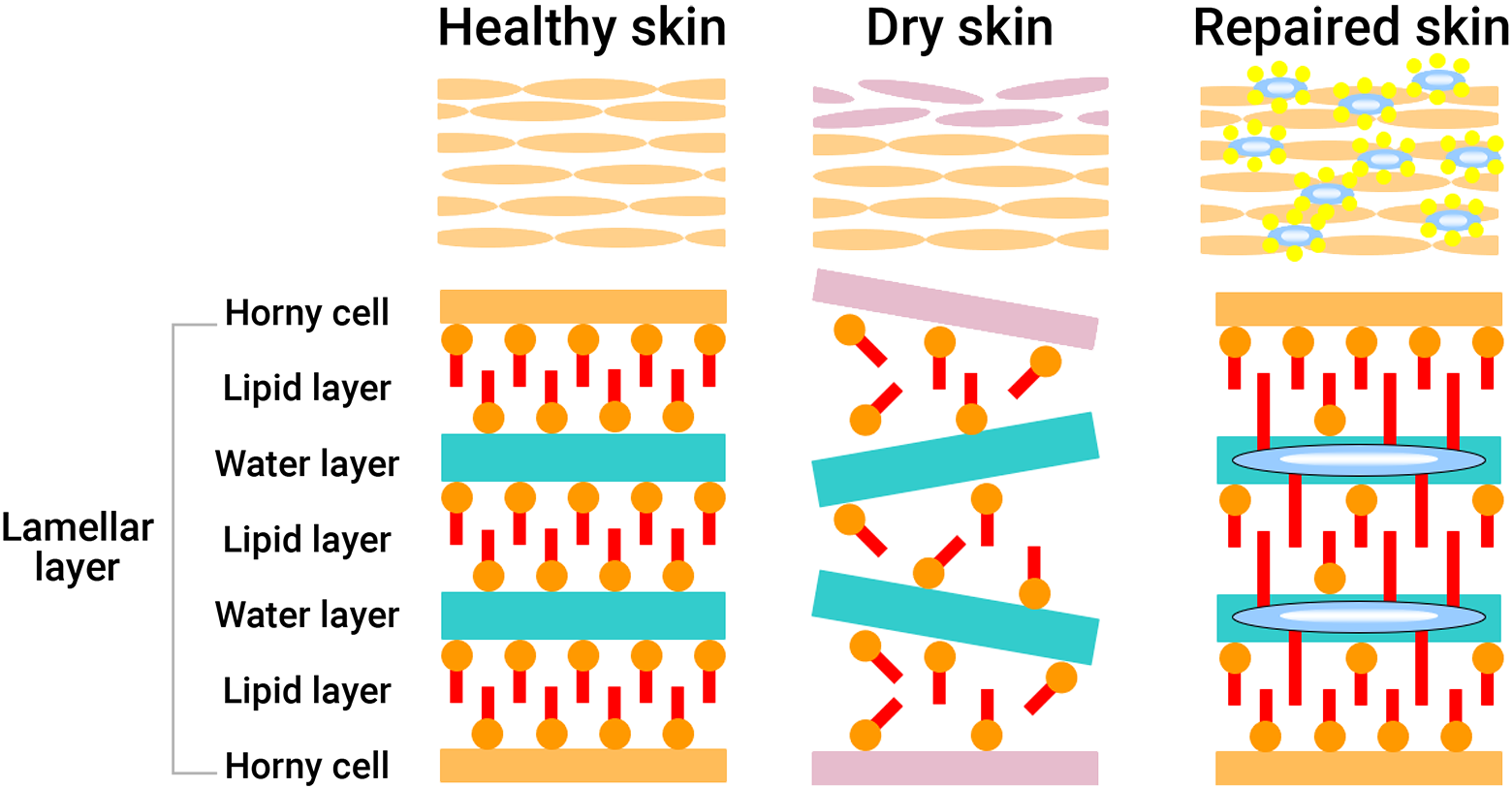 Barrier Function Recovery