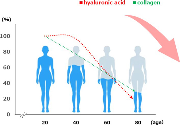 The decrease in amount of Hyaluronic acid and collagen with age