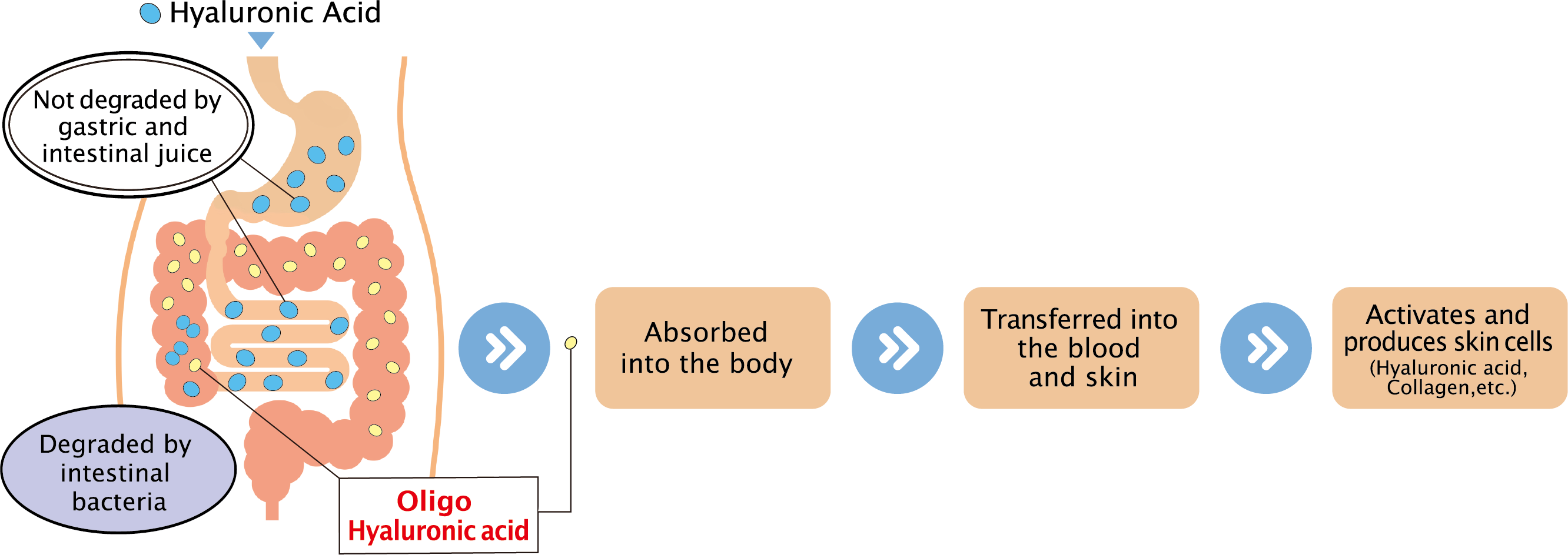 Mechanism of Hyaluronic acid