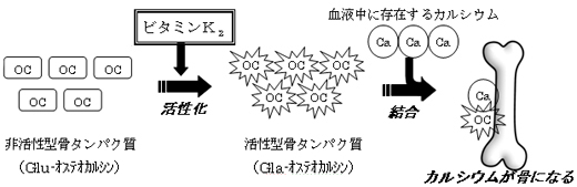 図1　ビタミンK2の作用メカニズム