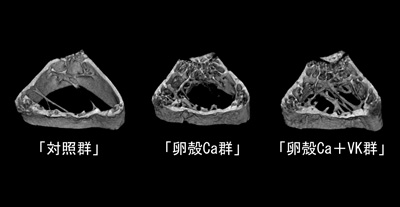 図1 骨粗しょう症モデルマウスの大腿骨の三次元画像