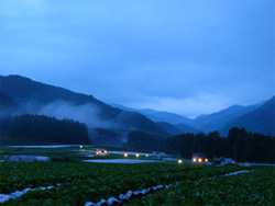 「明け方朝靄の中の収穫風景」
