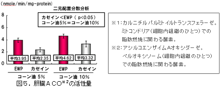 図5．肝臓ACOの活性量