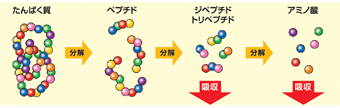 ペプチドが消化吸収されやすい理由・図