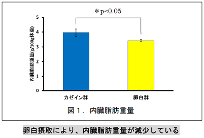 卵白摂取により、内臓脂肪重量が減少している