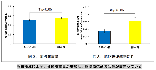 卵白摂取により、骨格筋重量が増加し、脂肪燃焼酵素活性が高まってる