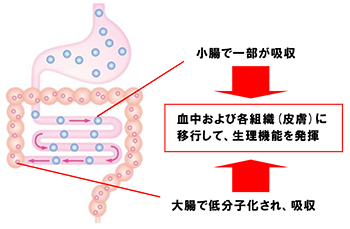 図2:ヒアルロン酸の体内吸収(イメージ)