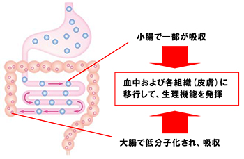 図2:ヒアルロン酸の体内吸収(イメージ)