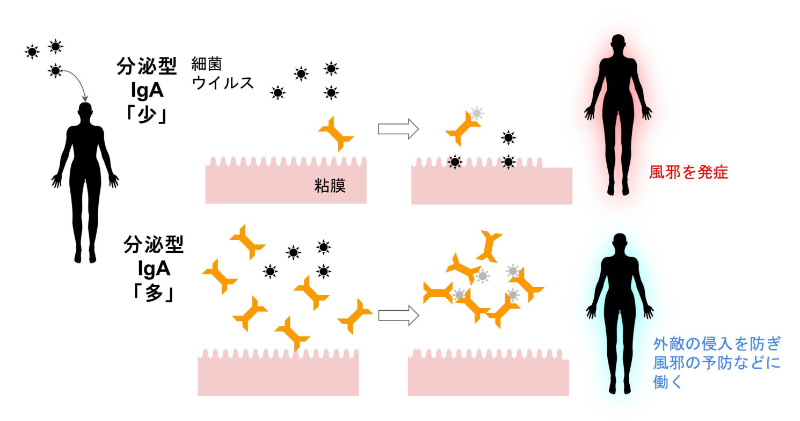 酢酸菌のヒト臨床試験で「分泌型免疫グロブリンA抗体の増加」と