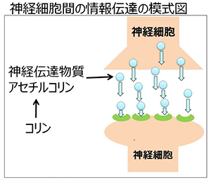 Amazon | キユーピー コリンEX 30日分 (180粒) 言語記憶力の維持